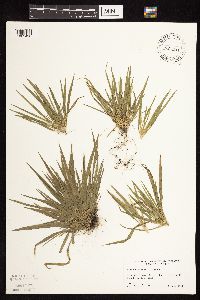 Dichanthelium linearifolium image