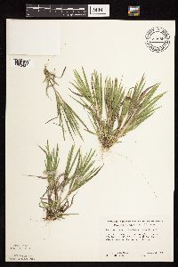 Dichanthelium wilcoxianum image