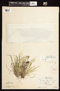 Dichanthelium linearifolium image