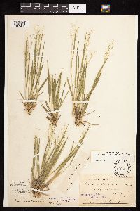 Dichanthelium linearifolium image