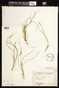 Dichanthelium linearifolium image
