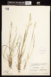 Dichanthelium perlongum image