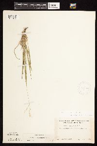 Dichanthelium linearifolium image
