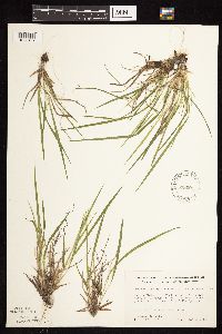 Dichanthelium linearifolium image
