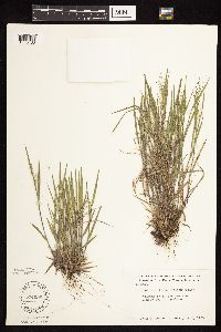 Dichanthelium wilcoxianum image