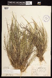 Dichanthelium perlongum image