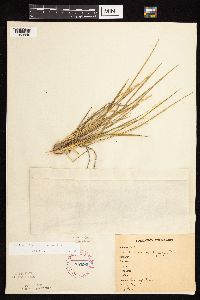 Dichanthelium perlongum image