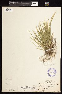 Dichanthelium linearifolium image