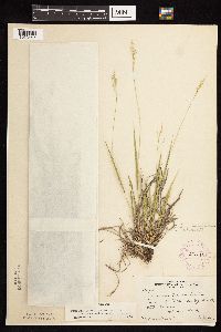 Dichanthelium linearifolium image