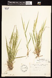 Dichanthelium linearifolium image