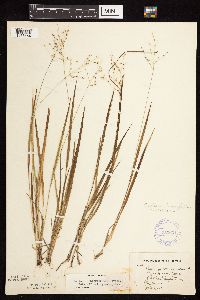 Dichanthelium linearifolium image