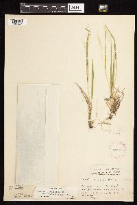 Dichanthelium linearifolium image