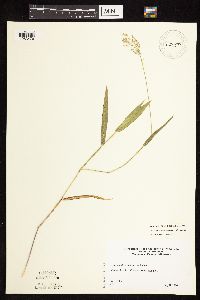 Dichanthelium leibergii image