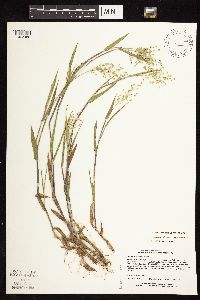 Dichanthelium oligosanthes image