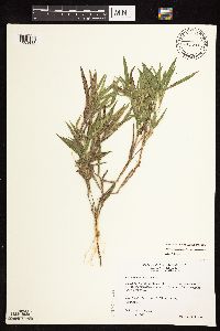 Dichanthelium oligosanthes image