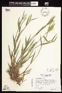 Dichanthelium oligosanthes image