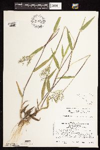 Dichanthelium oligosanthes image