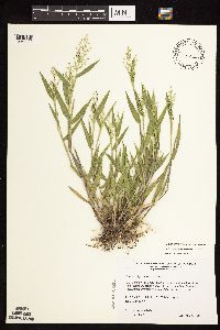 Dichanthelium oligosanthes image