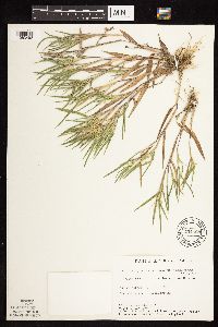 Dichanthelium oligosanthes image