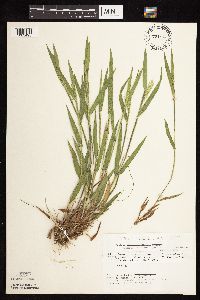 Dichanthelium oligosanthes image