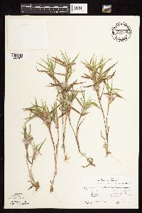 Dichanthelium oligosanthes image