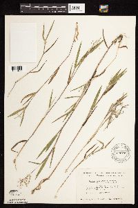 Dichanthelium oligosanthes image