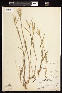 Dichanthelium oligosanthes image