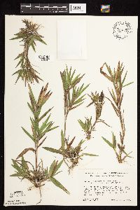 Dichanthelium oligosanthes image