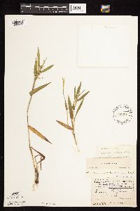 Dichanthelium oligosanthes image