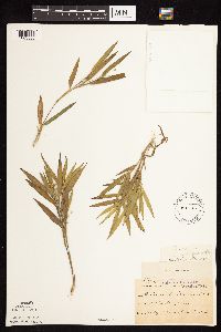 Dichanthelium oligosanthes image