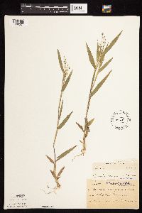 Dichanthelium oligosanthes image