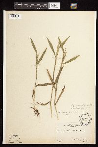 Dichanthelium oligosanthes image