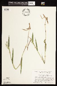 Dichanthelium oligosanthes image