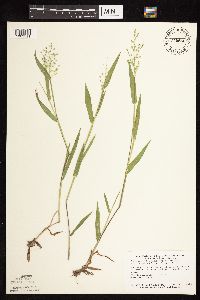 Dichanthelium oligosanthes image