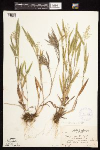 Dichanthelium oligosanthes image