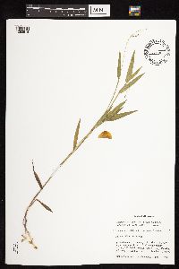 Dichanthelium oligosanthes image