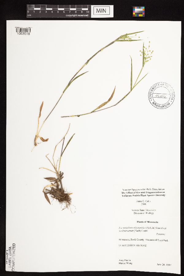 Dichanthelium oligosanthes image