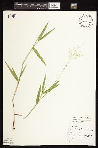 Dichanthelium oligosanthes image