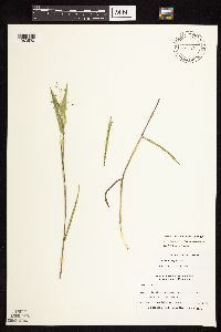 Dichanthelium oligosanthes image