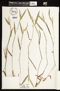 Dichanthelium oligosanthes image