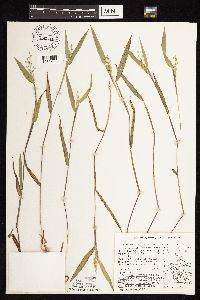 Dichanthelium oligosanthes image