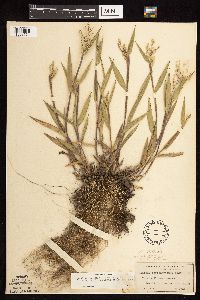 Dichanthelium oligosanthes image