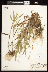 Dichanthelium oligosanthes image