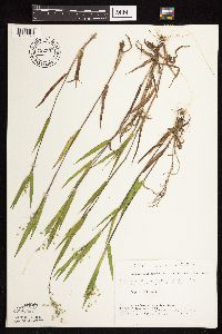 Dichanthelium oligosanthes image