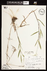 Dichanthelium oligosanthes image