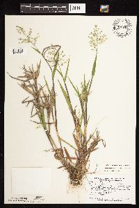 Dichanthelium oligosanthes image