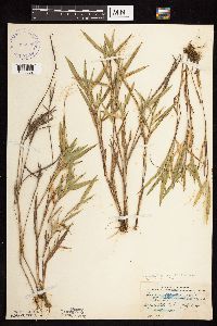 Dichanthelium oligosanthes image