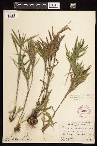 Dichanthelium oligosanthes image