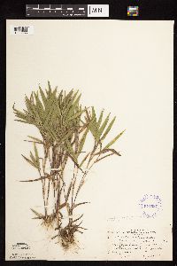 Dichanthelium oligosanthes image