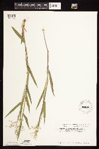 Dichanthelium oligosanthes image